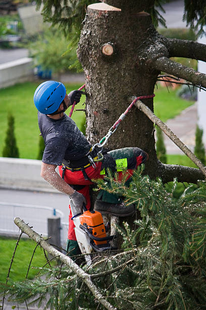 How Our Tree Care Process Works  in  Hartford, KY